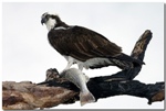 osprey1