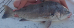 redfishmama