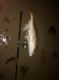 RippinLips14