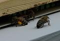 Click image for larger version

Name:	old forager w pollen.jpg
Views:	1
Size:	35.8 KB
ID:	559681