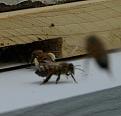 Click image for larger version

Name:	younger forager w pollen.jpg
Views:	1
Size:	33.6 KB
ID:	559682