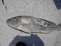 Click image for larger version

Name:	Spotty Redfish.jpg
Views:	2
Size:	92.1 KB
ID:	560946