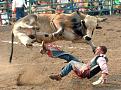 Click image for larger version

Name:	Brahma bull.jpg
Views:	57
Size:	39.4 KB
ID:	554290