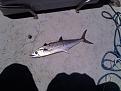 Click image for larger version

Name:	Spanish Mackerel.jpg
Views:	192
Size:	329.0 KB
ID:	565930