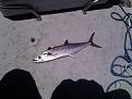 Click image for larger version

Name:	Spanish Mackerel.jpg
Views:	175
Size:	329.0 KB
ID:	565930