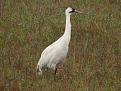 Click image for larger version

Name:	Whooping crane 5.jpg
Views:	26
Size:	916.0 KB
ID:	567982