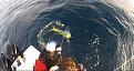 Click image for larger version

Name:	mahi at gaff.jpg
Views:	126
Size:	67.1 KB
ID:	573299