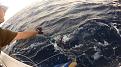 Click image for larger version

Name:	sailfishing while prefishing 2.jpg
Views:	137
Size:	61.8 KB
ID:	574406