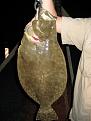 5LB Flounder!