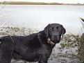 Sadie out in Baytown
