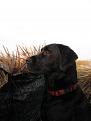Sadie watchin' em land