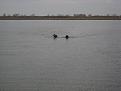 Mila's 1st Duck Retrieve
