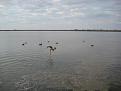 Decoy Spread