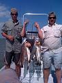 hansonfish