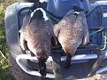 goose pics 1/8/2011