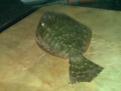 Flounder!