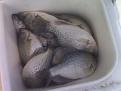 Fresh water crappies
