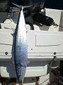 75lb wahoo caught 50 miles offshore