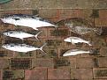 Fishing 065
