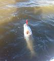 red on topwater