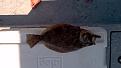 20 inch