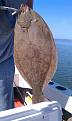 Flounder