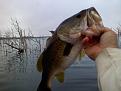 fayette nov