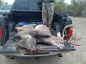 2009 season 11pt with double brow Bracketville, Tx