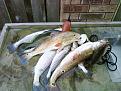 Slam with limits of trout and reds...2 guys, 20 trout, 6 reds and 1 flounder