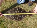 26.5in flounder