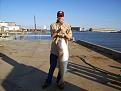 43 inch bull red