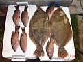 Flounder & Mangroves in November