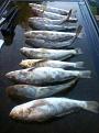 Whiting
