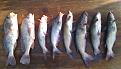 Catfish and Drum