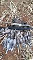 Dove hunt outside lbk