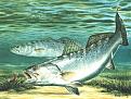 2trout1024